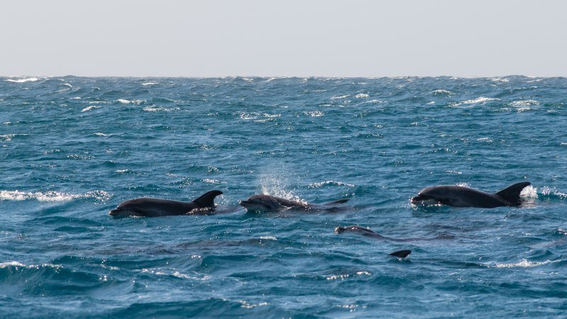 Dauphins - Boa Vista