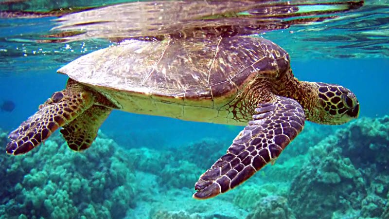 Tortues - Boa Vista