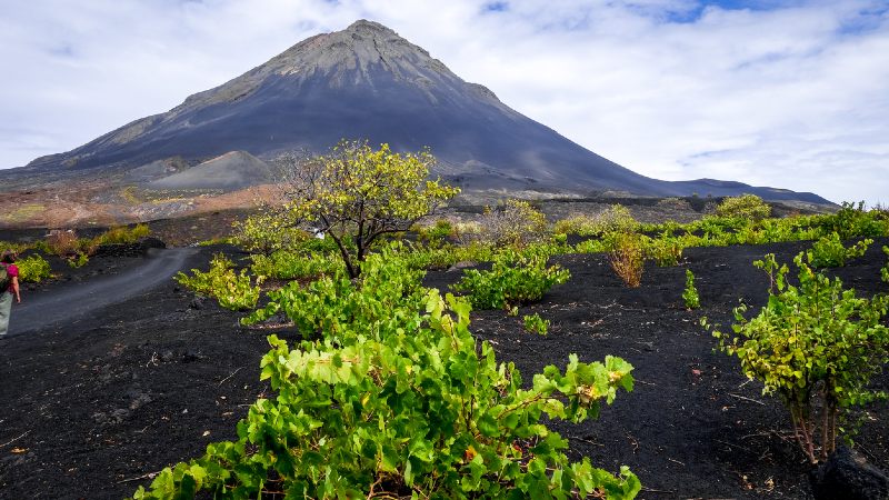 Vignes, Chã das Caldeiras - Fogo