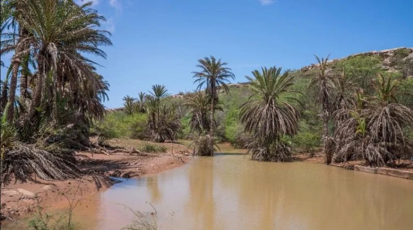 Zones humides / Oasis - Boa Vista